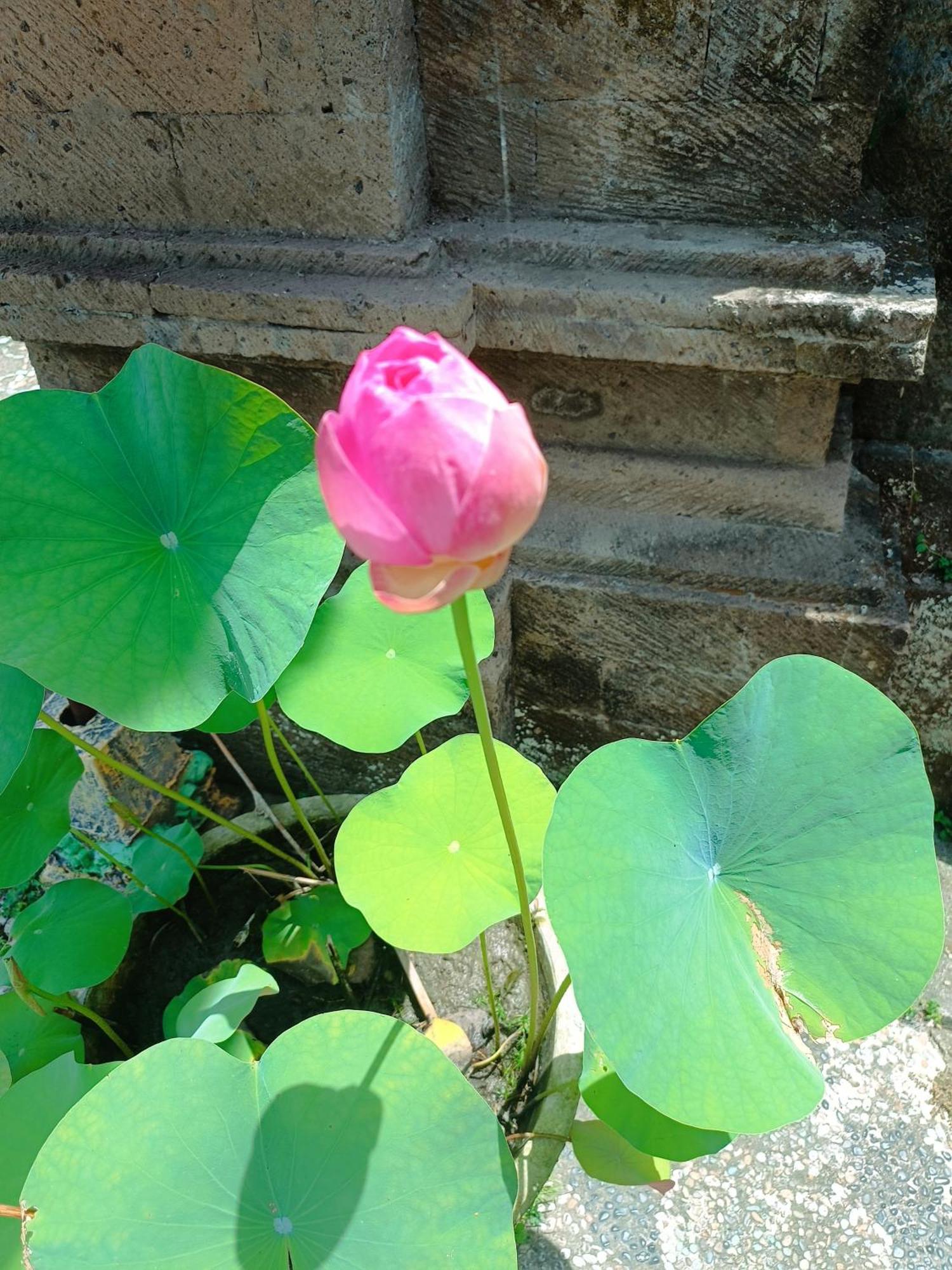 Hotel Mandala Blu Wellness Ubud Esterno foto